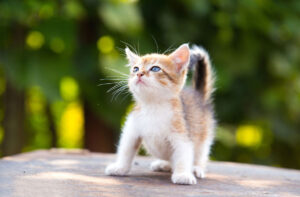 Правильний раціон кошеняти.