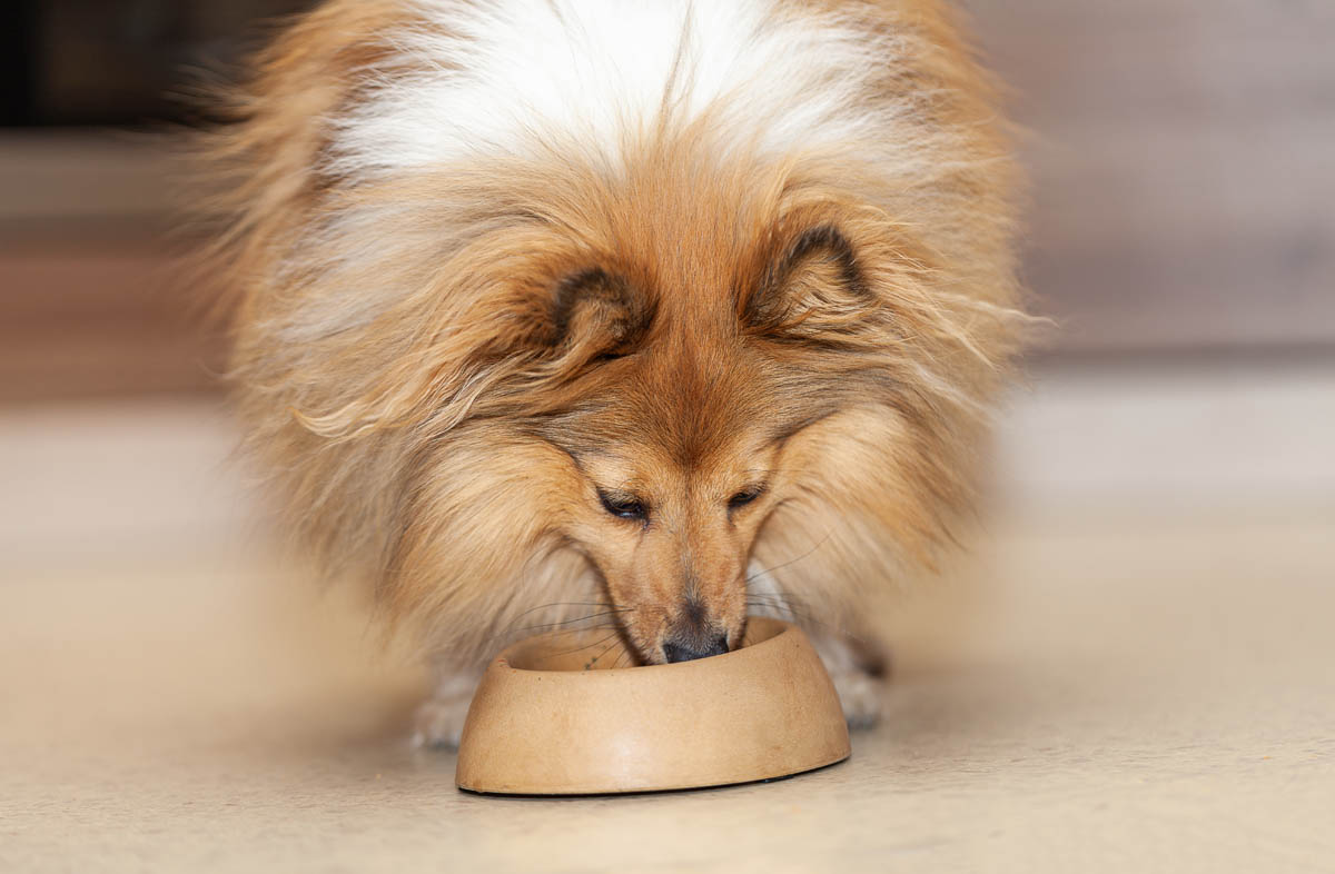 Правильний раціон собаки