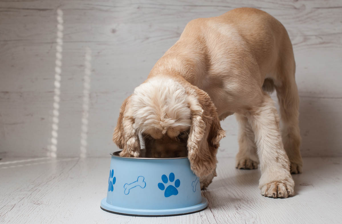 Раціон для собак середніх порід