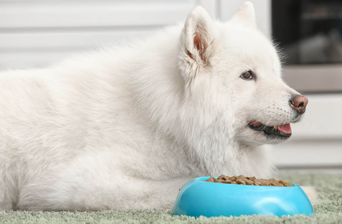 Раціон домашнього собаки