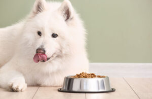 Раціон дорослої собаки.