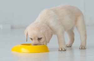 Раціон годівлі щеняти.