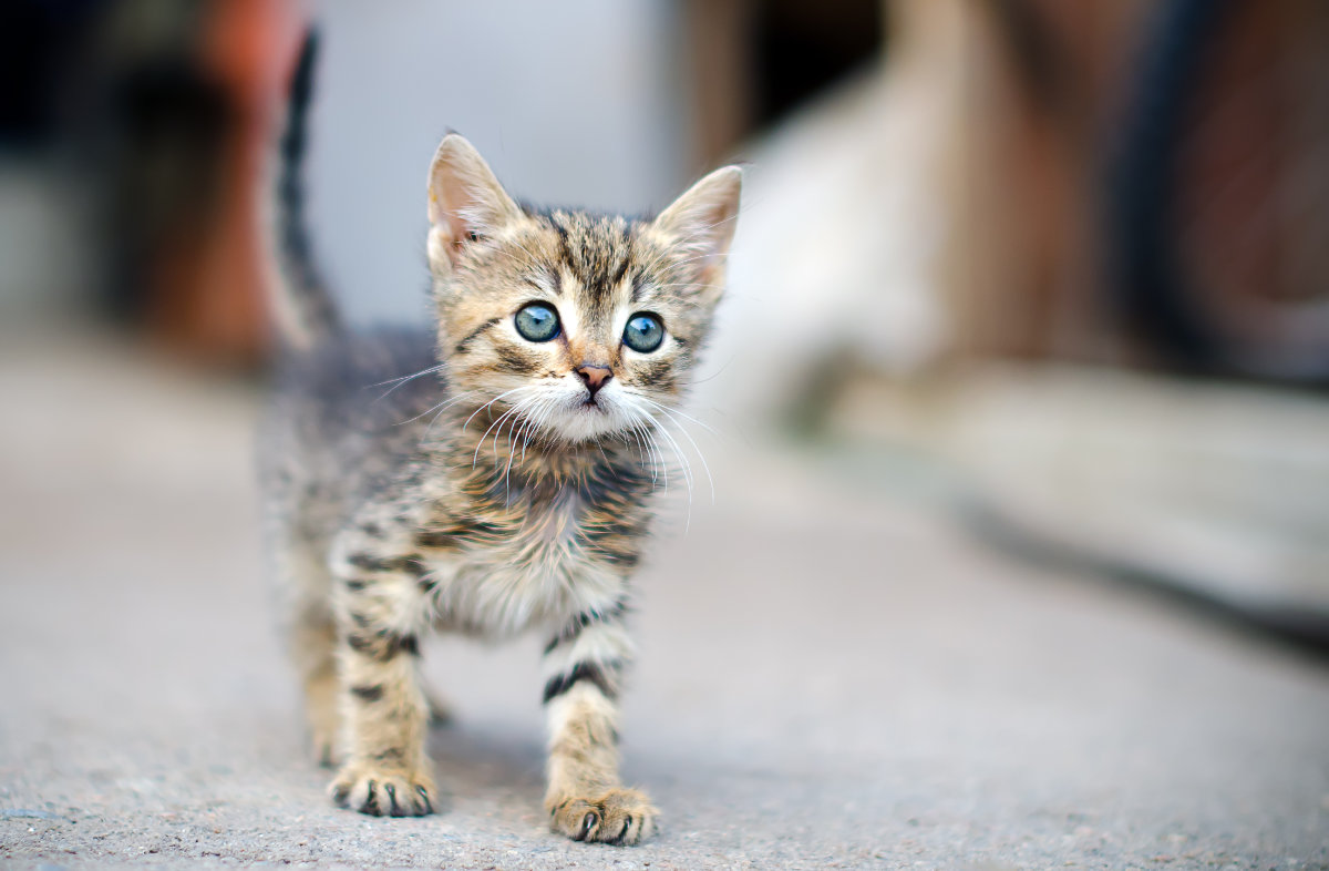 Раціон харчування кошеня