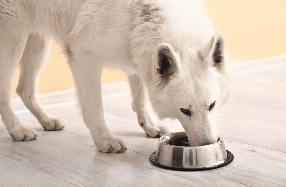 Раціон літньої собаки