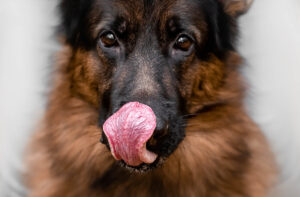 Раціон службової собаки.