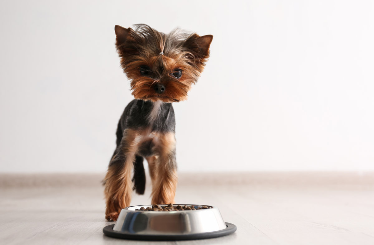 Раціон собаки дрібної породи