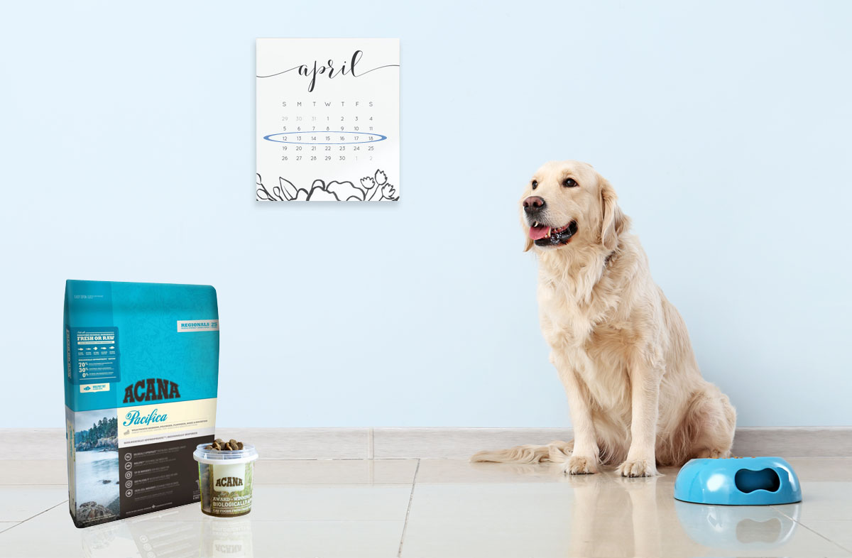 Раціон собаки на тиждень