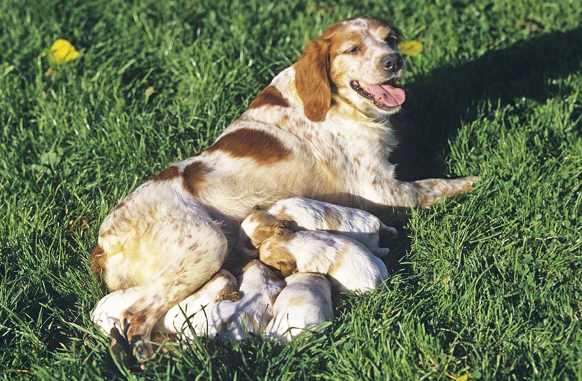 Раціон собаки після пологів