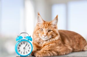 Режим харчування кішок.