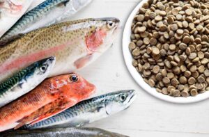 Риба в раціоні собаки: друг чи ворог?