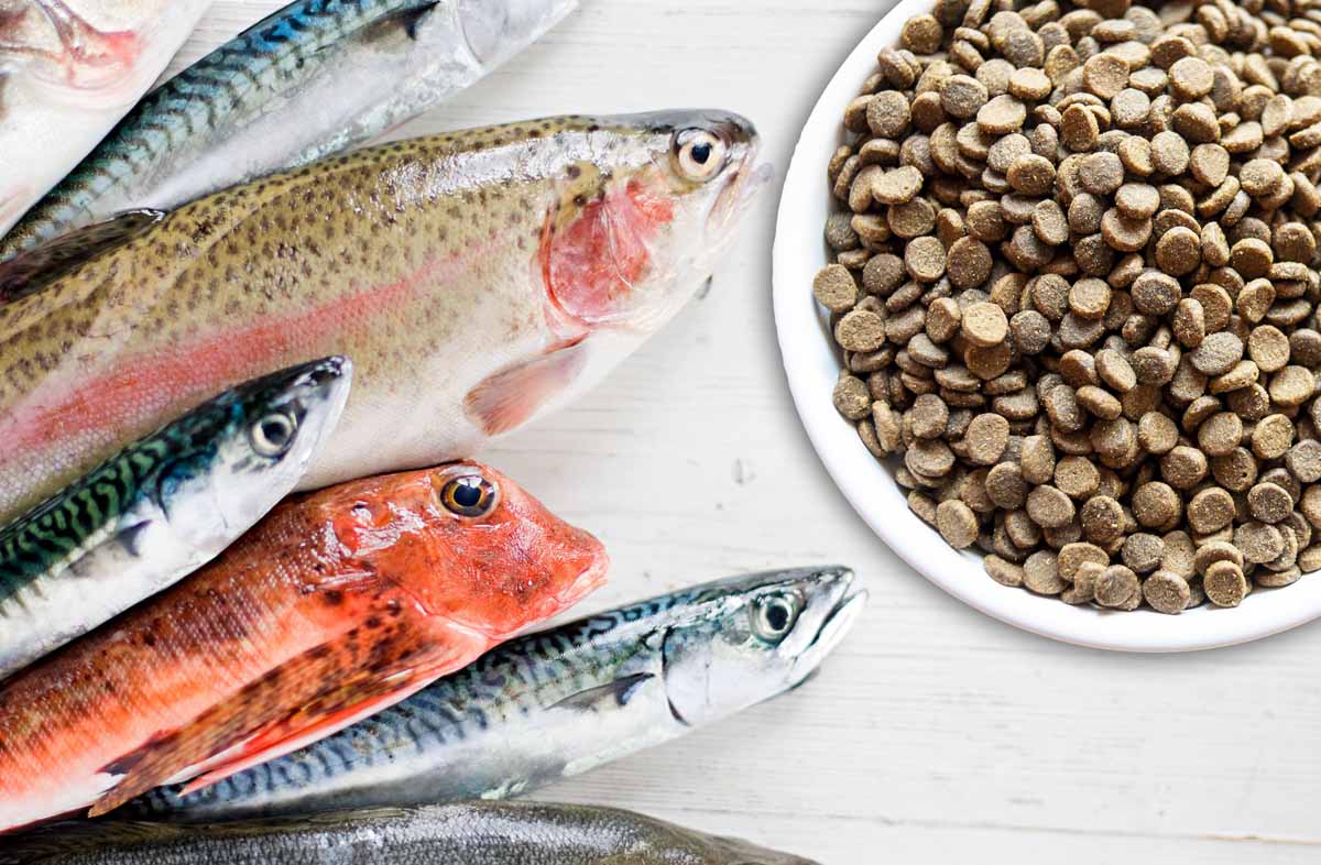 Риба в раціоні собаки: друг чи ворог