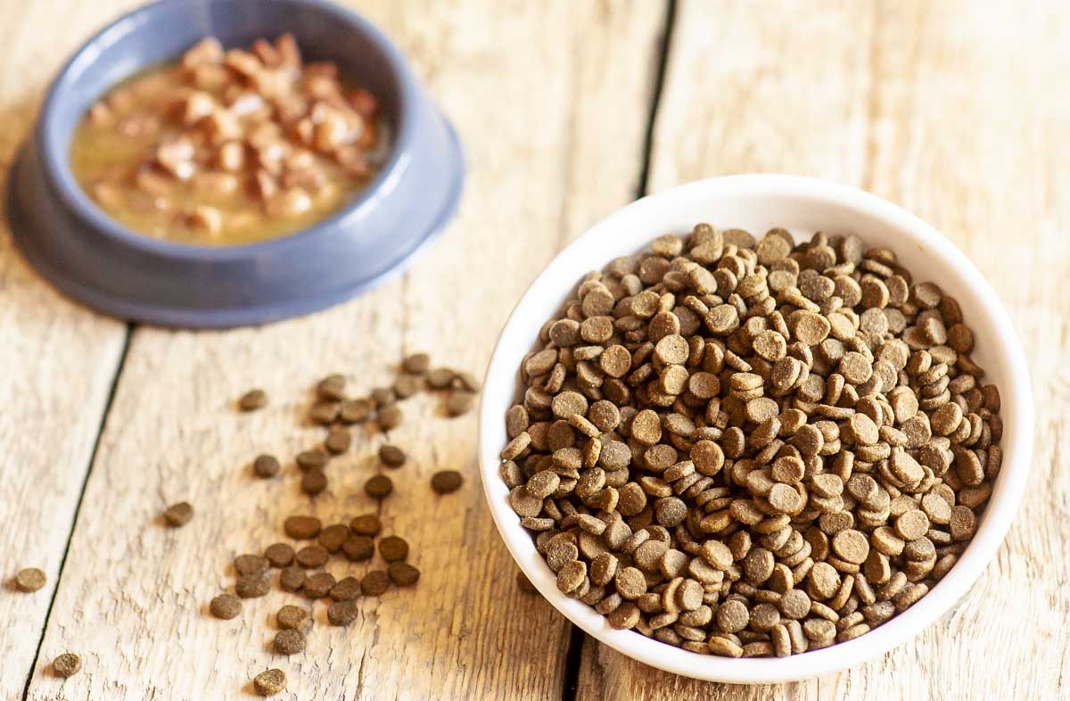 Що краще: сухий корм або консерви