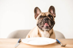 Що не можна собакам з їжі?