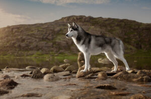 Собака хаскі: характеристика породи, догляд, особливості харчування.