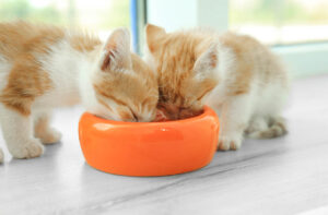 Сухий і вологий корм для кошенят.