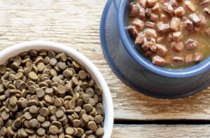 Сухий і вологий корм: що краще?