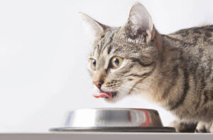 Сухий корм і консерви для кішки.