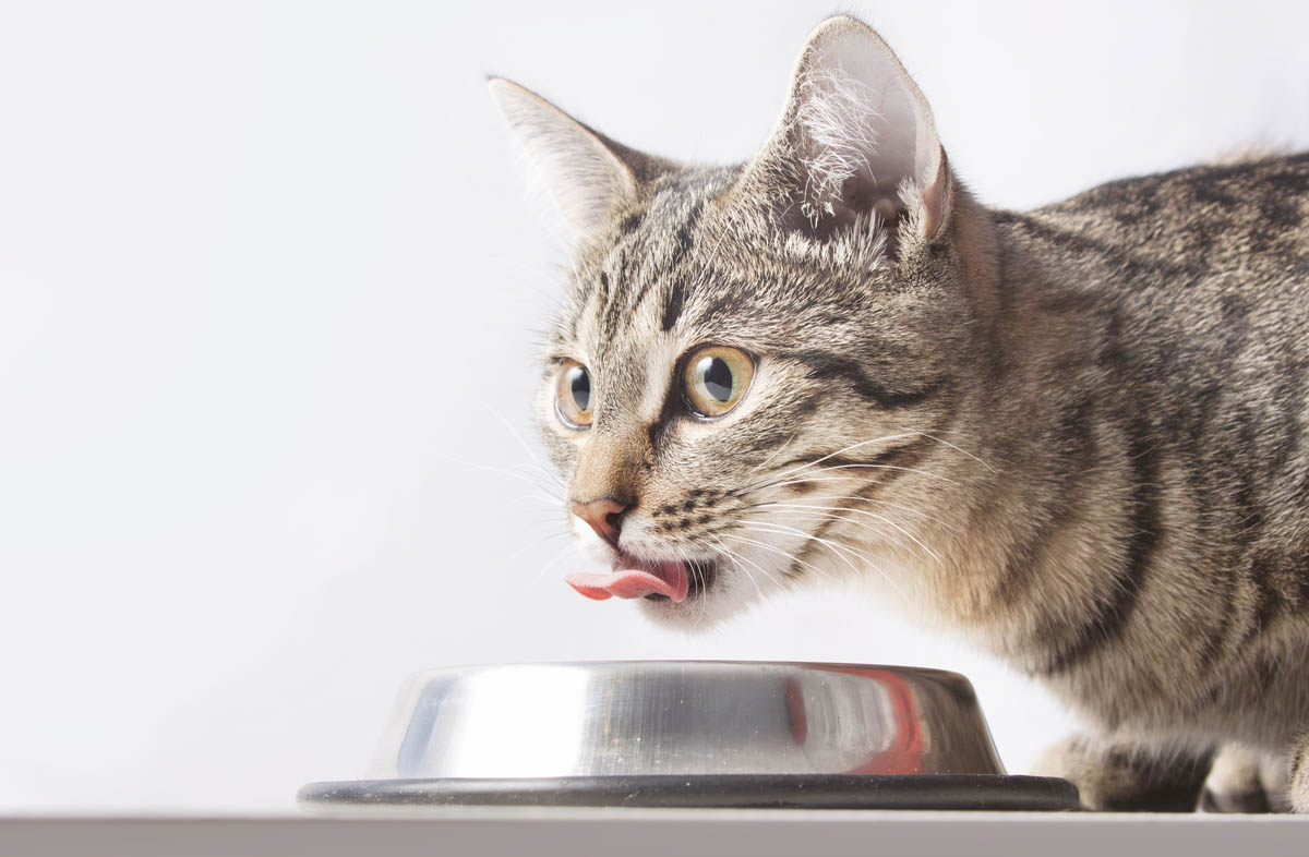 Сухий корм і консерви для кішки