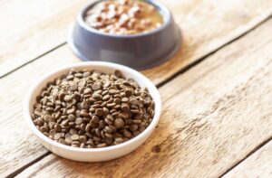 Сухий корм і консерви: поєднуються чи ні?