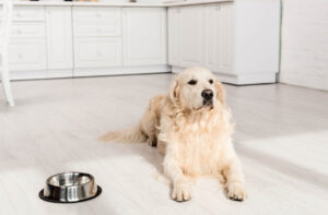 Сухий корм зі зниженим вмістом білка.