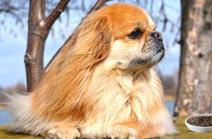 Вибаглива в харчуванні собака.