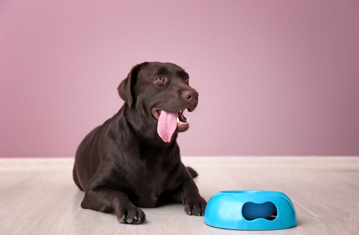 Вибір раціону для собаки великої породи