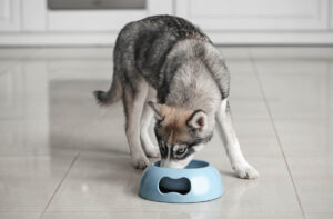 Високобілкове харчування для собак.