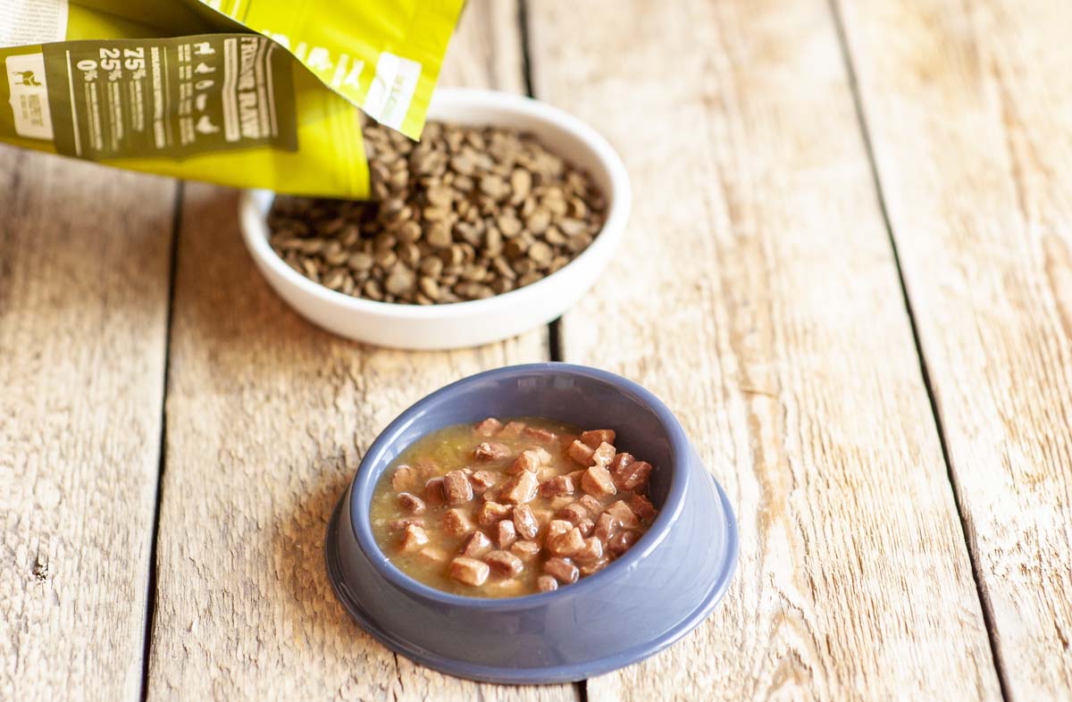 Як правильно поєднувати сухий і вологий корм: поради власникам