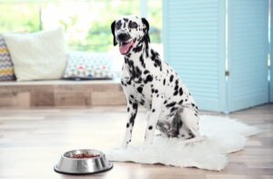 Як розрахувати раціон харчування собаки по таблиці?