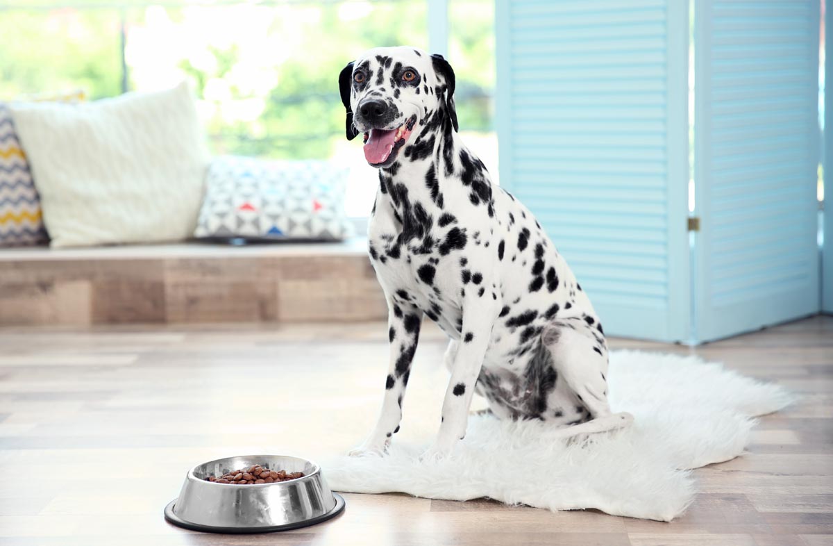 Як розрахувати раціон харчування собаки по таблиці