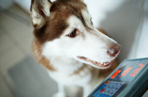 Як скинути вагу собаці на сухому кормі.