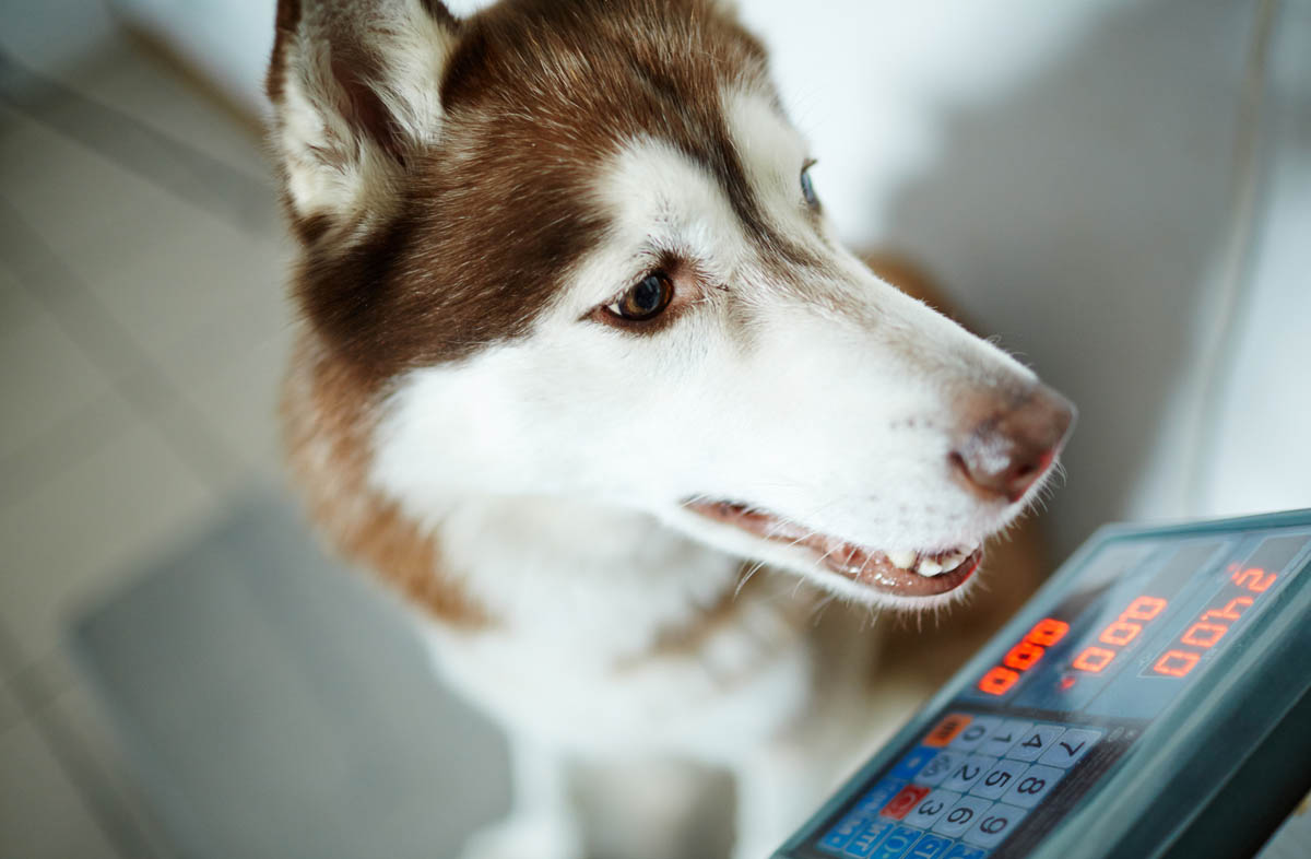 Як скинути вагу собаці на сухому кормі