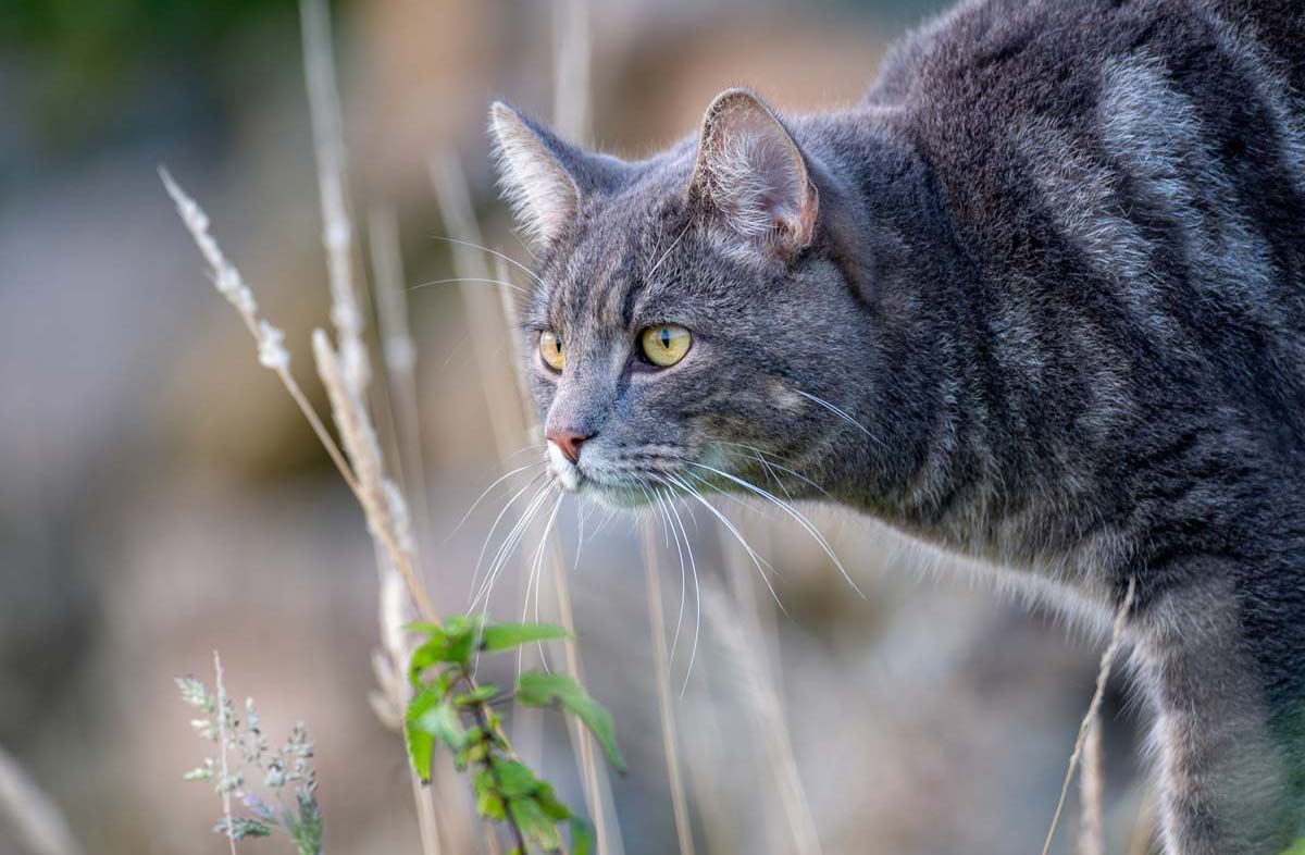 Який раціон годування найкраще підходить для кішок