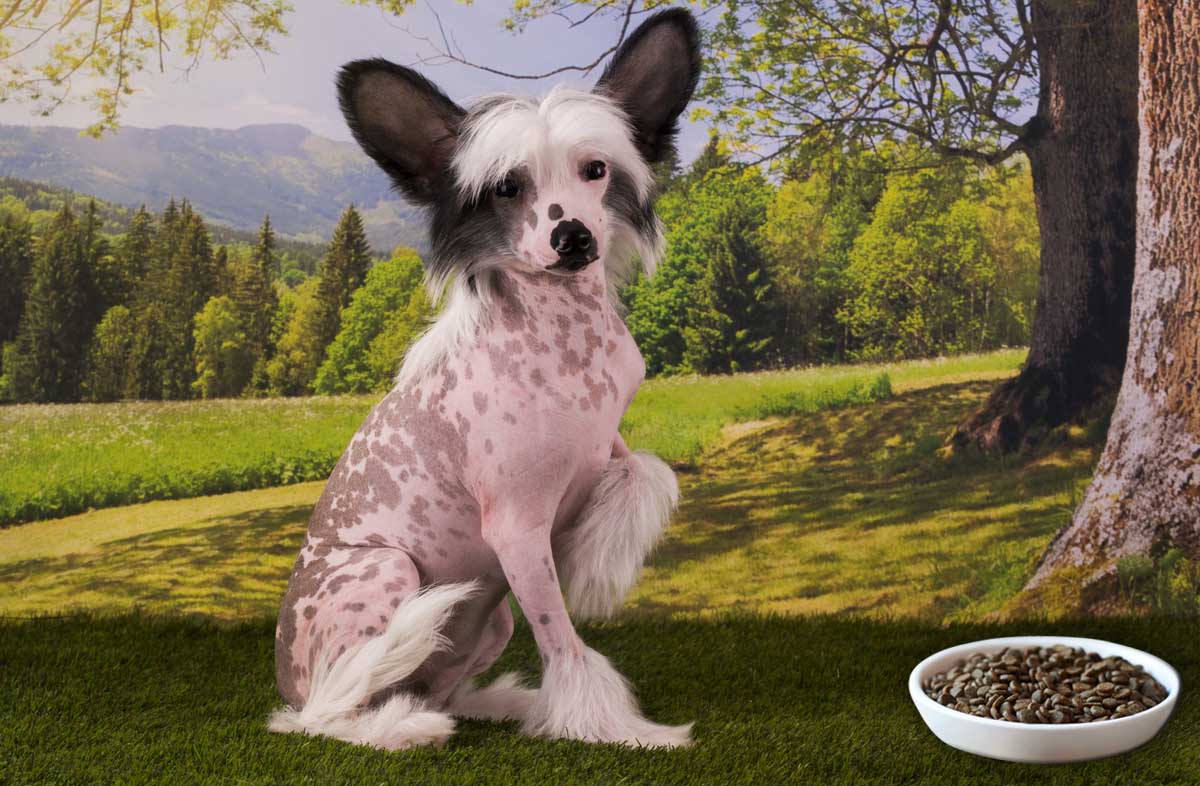 Яким має бути харчування китайського чубатого собаки