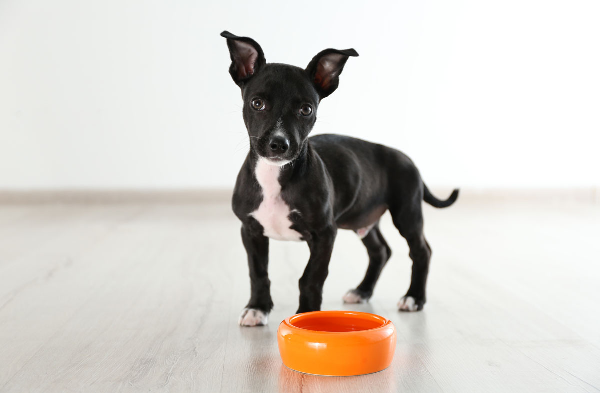 Яким має бути харчування собаки