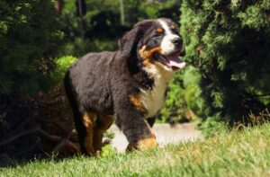 Яким повинен бути раціон великої собаки?