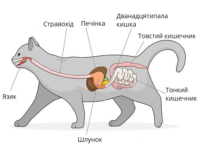 Будова шлунково-кишкового тракту кішок