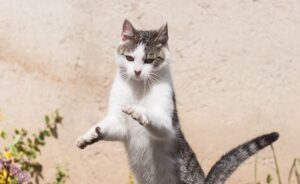 Чому амінокислоти важливі для здоров’я кішок?