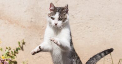 Чому амінокислоти важливі для здоров'я кішок