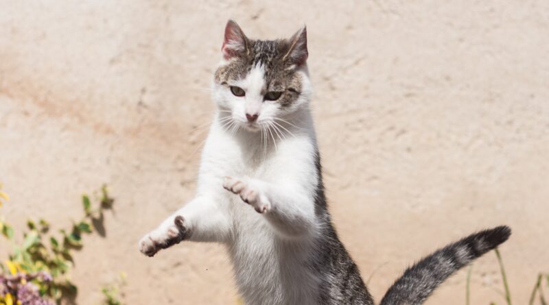 Чому амінокислоти важливі для здоров'я кішок
