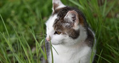Чому кішка їсть траву