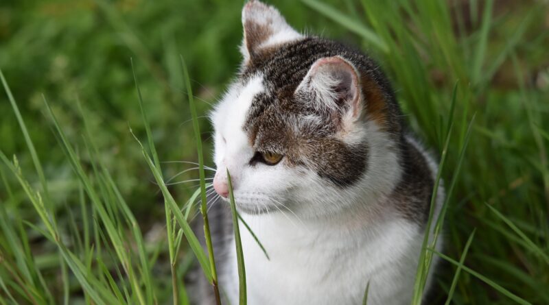 Чому кішка їсть траву