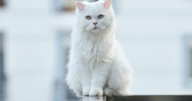 Чому шерсть кішки стала такою шовковистою на натуральному годуванні