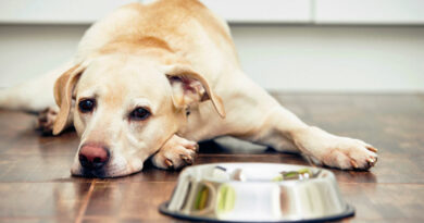 Чому собаки відмовляються їсти