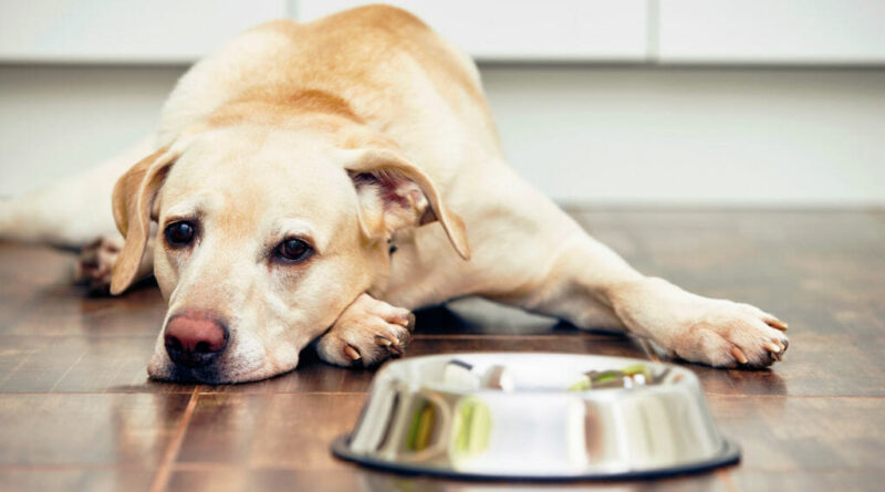 Чому собаки відмовляються їсти