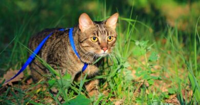 Чи потрібно гуляти з кішкою