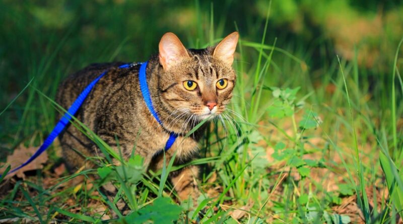 Чи потрібно гуляти з кішкою