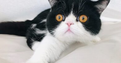 Diabetes ing kucing: panyebab lan perawatan