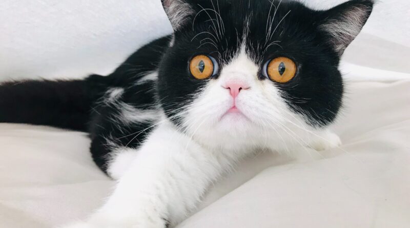 Діабет у кішок: причини і лікування