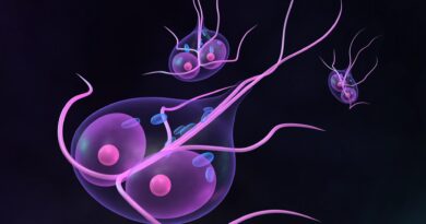 Діагностика і профілактика паразитів у кішок: блохи, кліщі, глисти